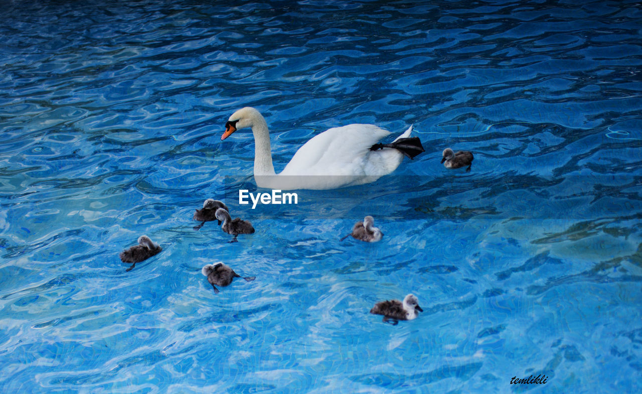 VIEW OF BIRDS IN WATER