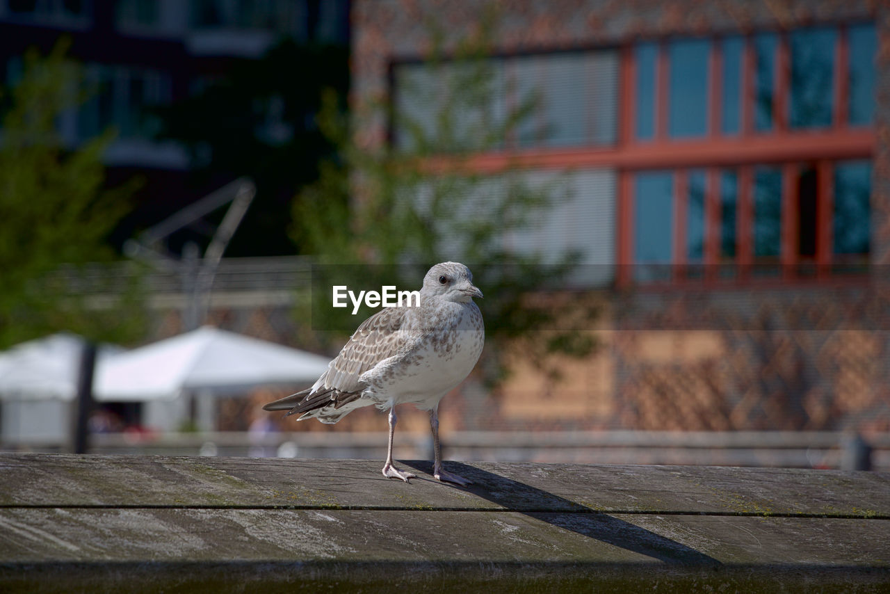 SEAGULL PERCHING ON WALL