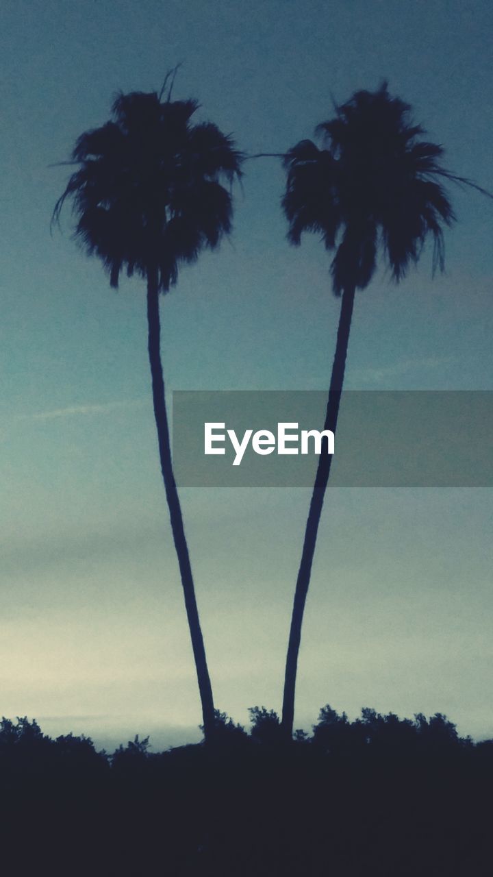 LOW ANGLE VIEW OF PALM TREES AGAINST SKY