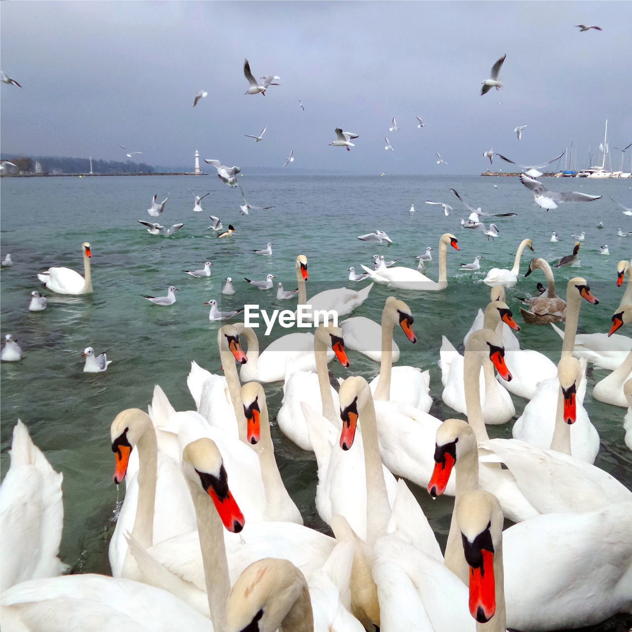 FLOCK OF SEAGULLS ON SEA