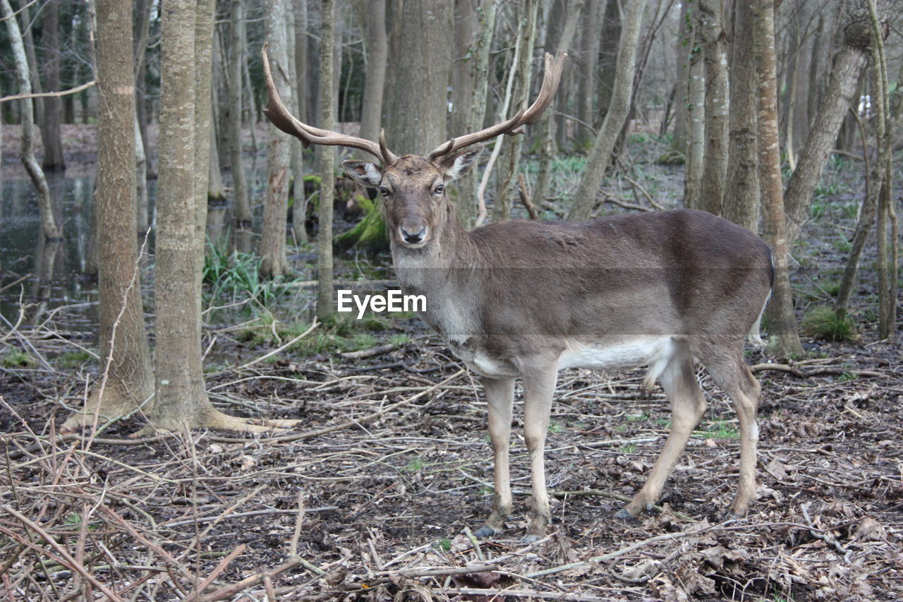 DEER IN FOREST