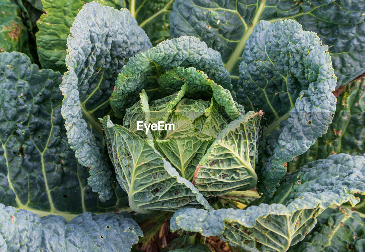 Close-up of fresh green plant