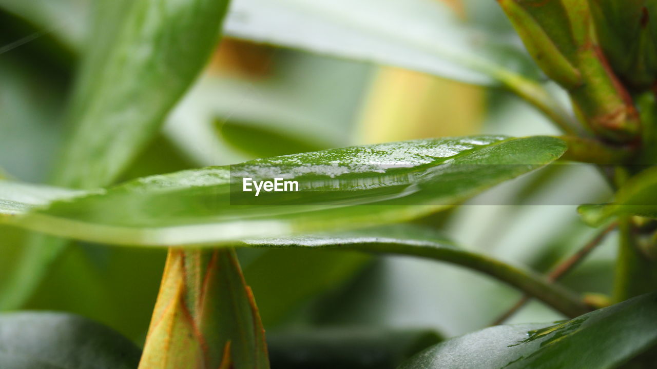 plant, leaf, plant part, green, nature, growth, close-up, flower, macro photography, food, food and drink, freshness, no people, water, beauty in nature, grass, environment, drop, tropical climate, outdoors, wet, vegetable, agriculture, medicine, selective focus, healthy eating, plant stem, day