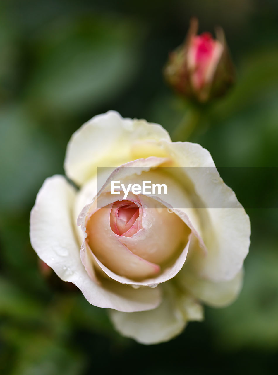 Close-up of rose against blurred background