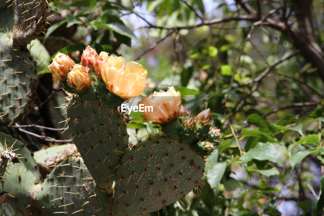 Close-up of prickly pear cactus