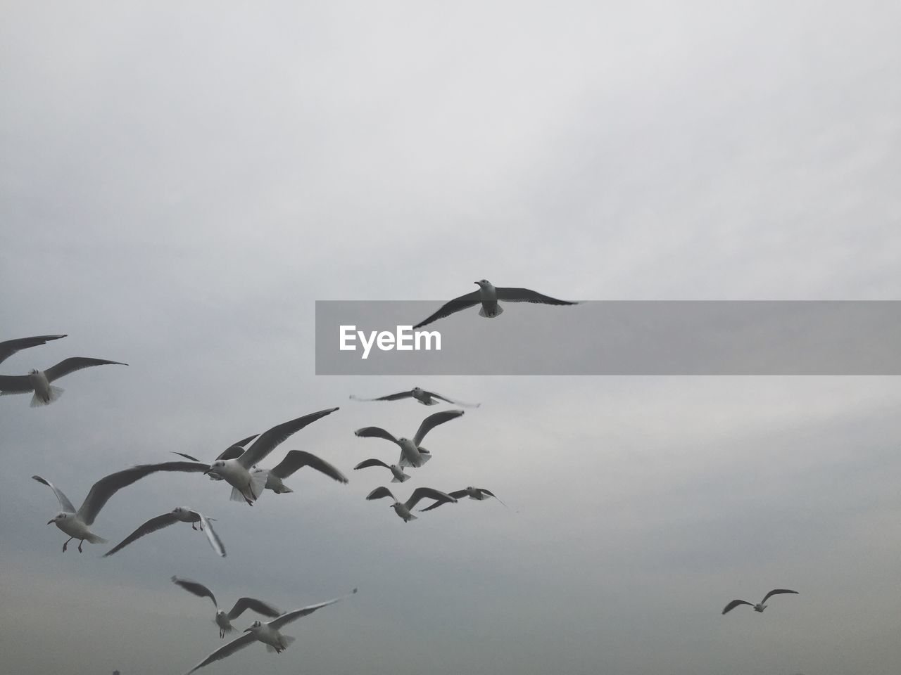 LOW ANGLE VIEW OF SEAGULL FLYING AGAINST SKY