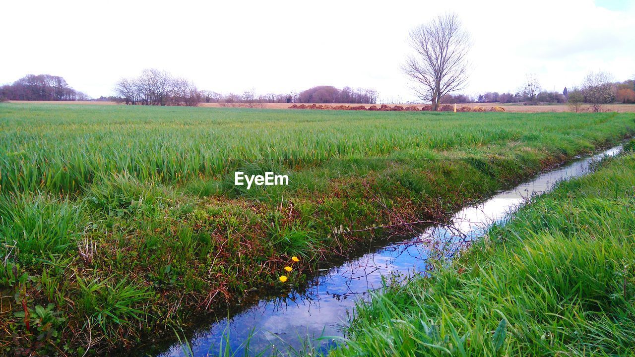 VIEW OF GRASSY FIELD