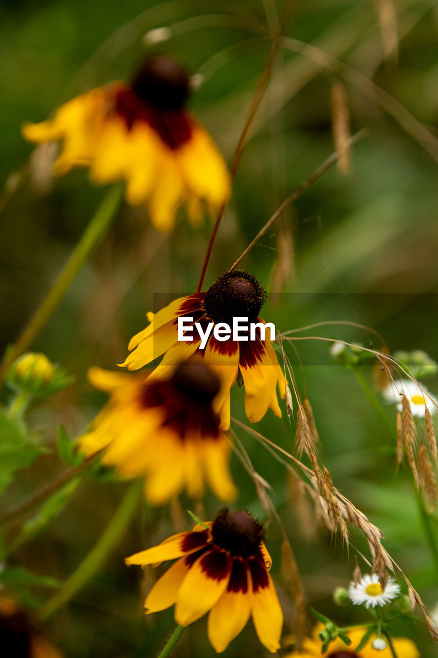 flower, nature, flowering plant, plant, beauty in nature, yellow, animal wildlife, freshness, animal themes, fragility, animal, insect, macro photography, close-up, wildlife, growth, flower head, one animal, petal, wildflower, meadow, no people, focus on foreground, outdoors, black-eyed susan, summer, selective focus, bee, green, prairie