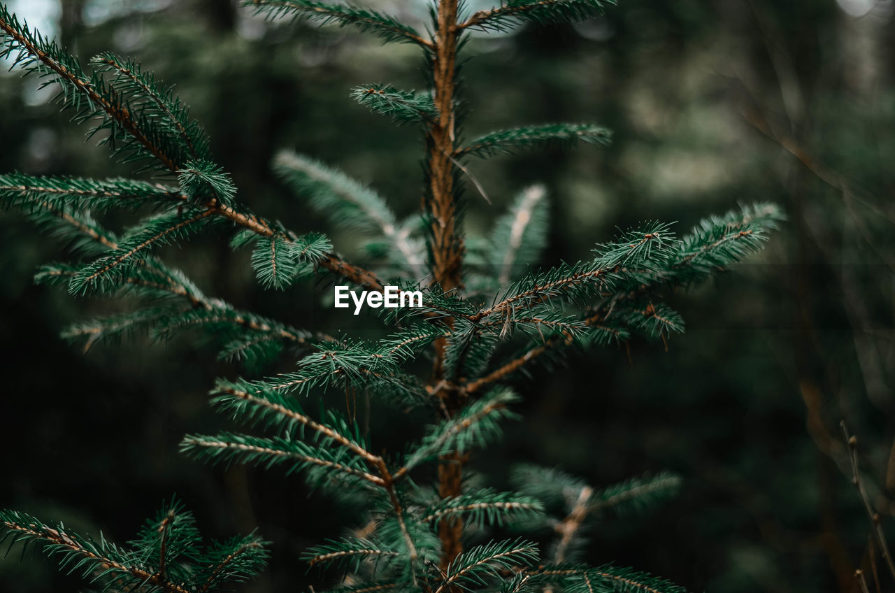 CLOSE-UP OF PINE TREE IN FOREST