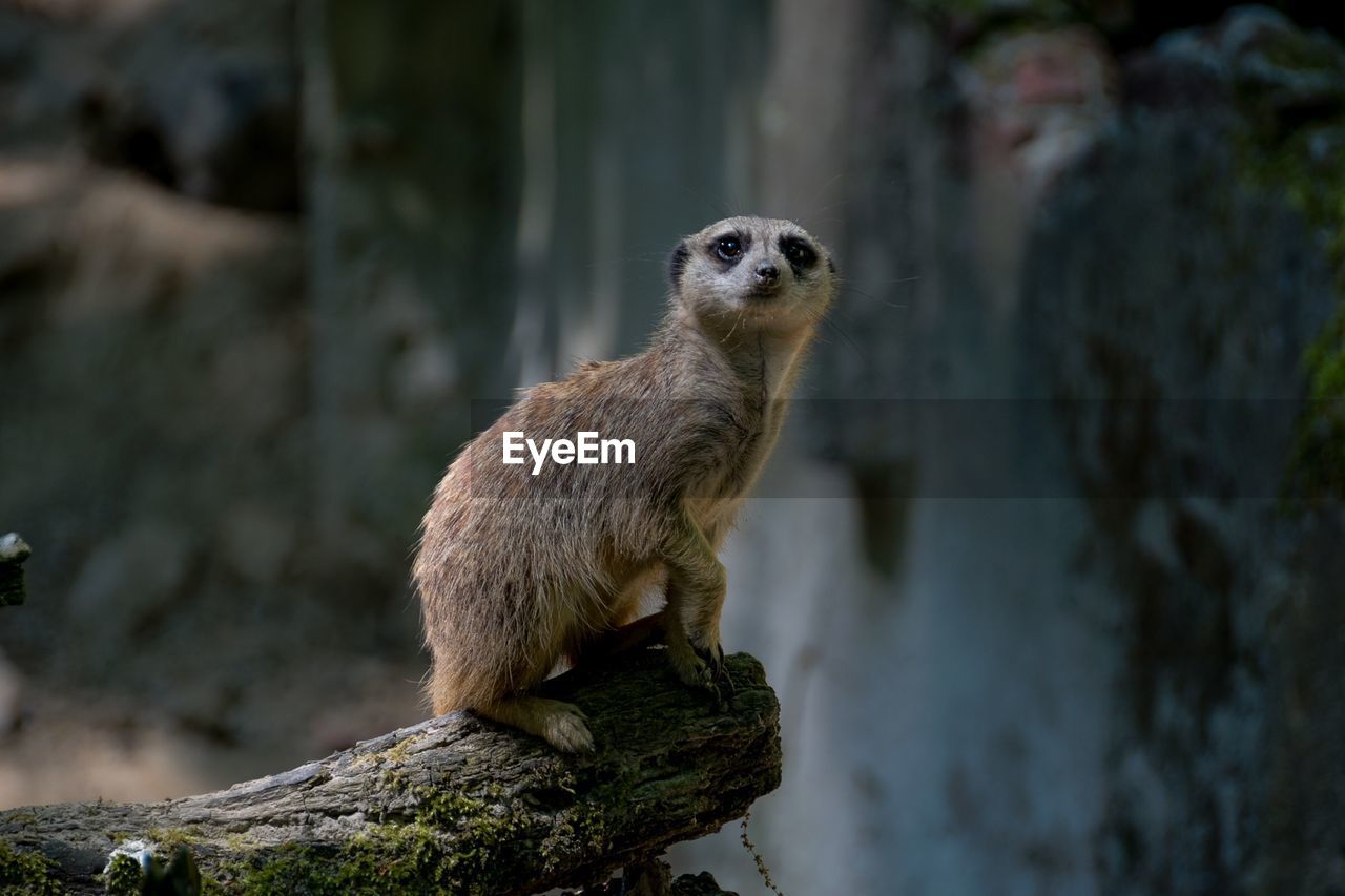 CLOSE-UP OF AN ANIMAL LOOKING AWAY