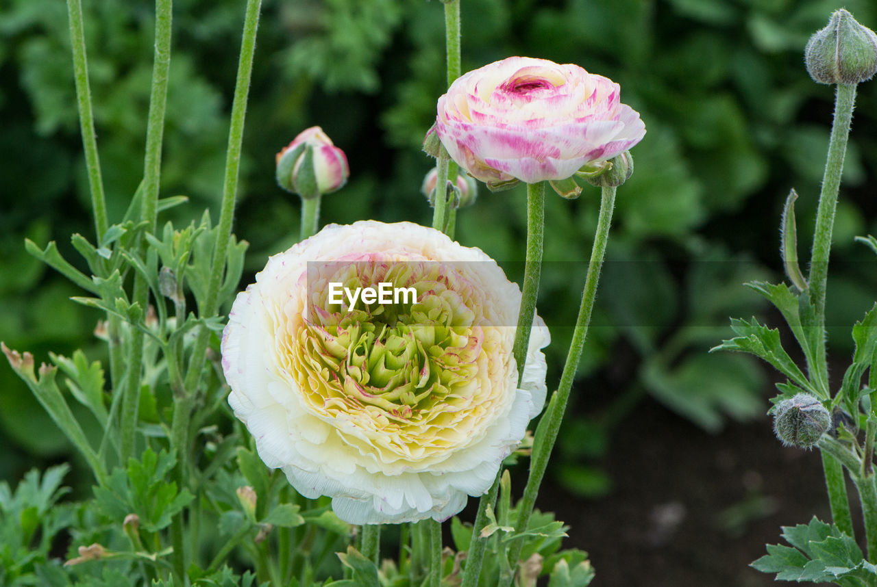 Close-up of pink flowering plant on field