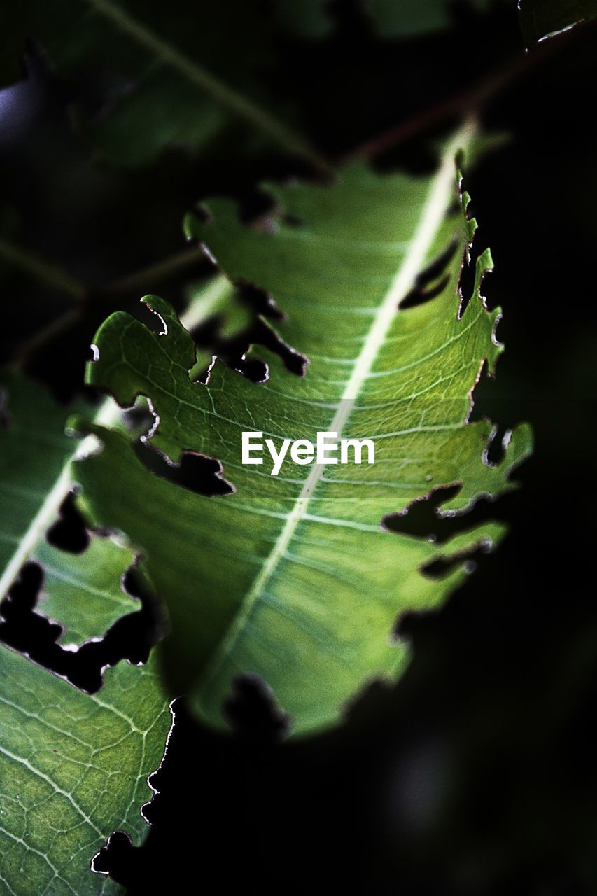 CLOSE-UP OF PLANT