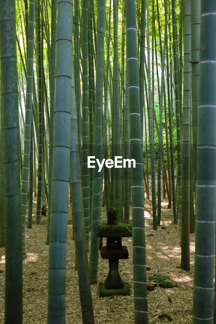 BAMBOO PLANTS IN FOREST