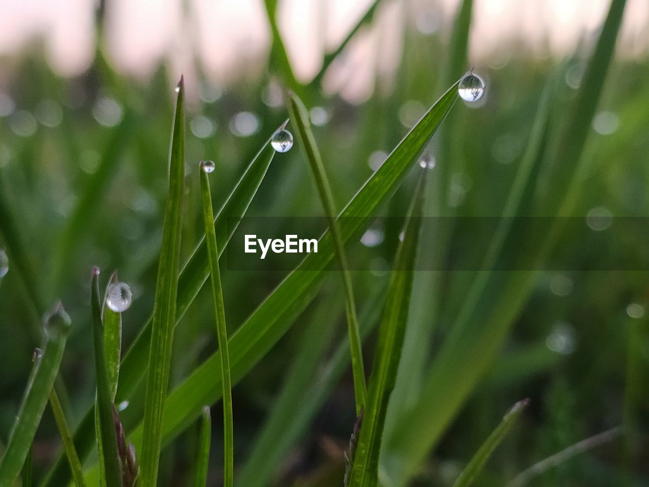 RAINDROPS ON GRASS