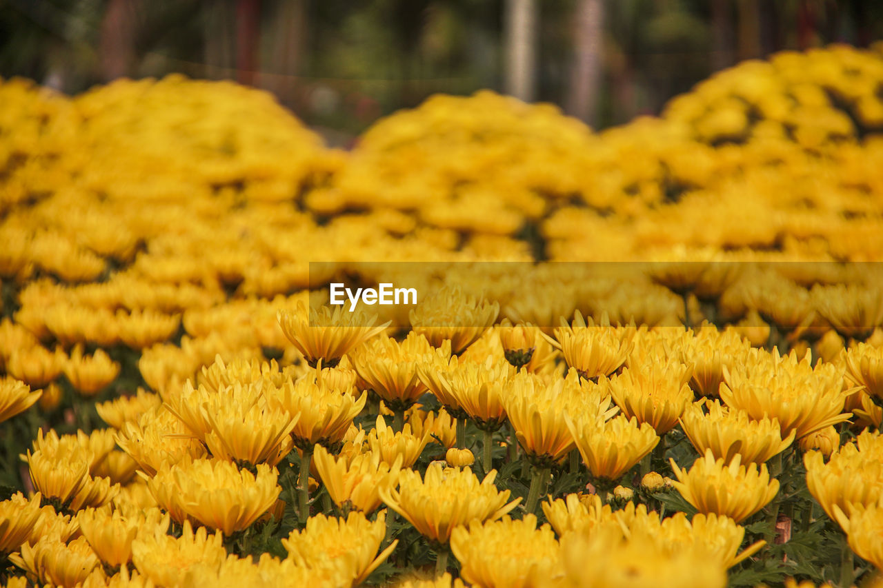 CLOSE-UP OF YELLOW FLOWERING PLANTS DURING RAINY SEASON