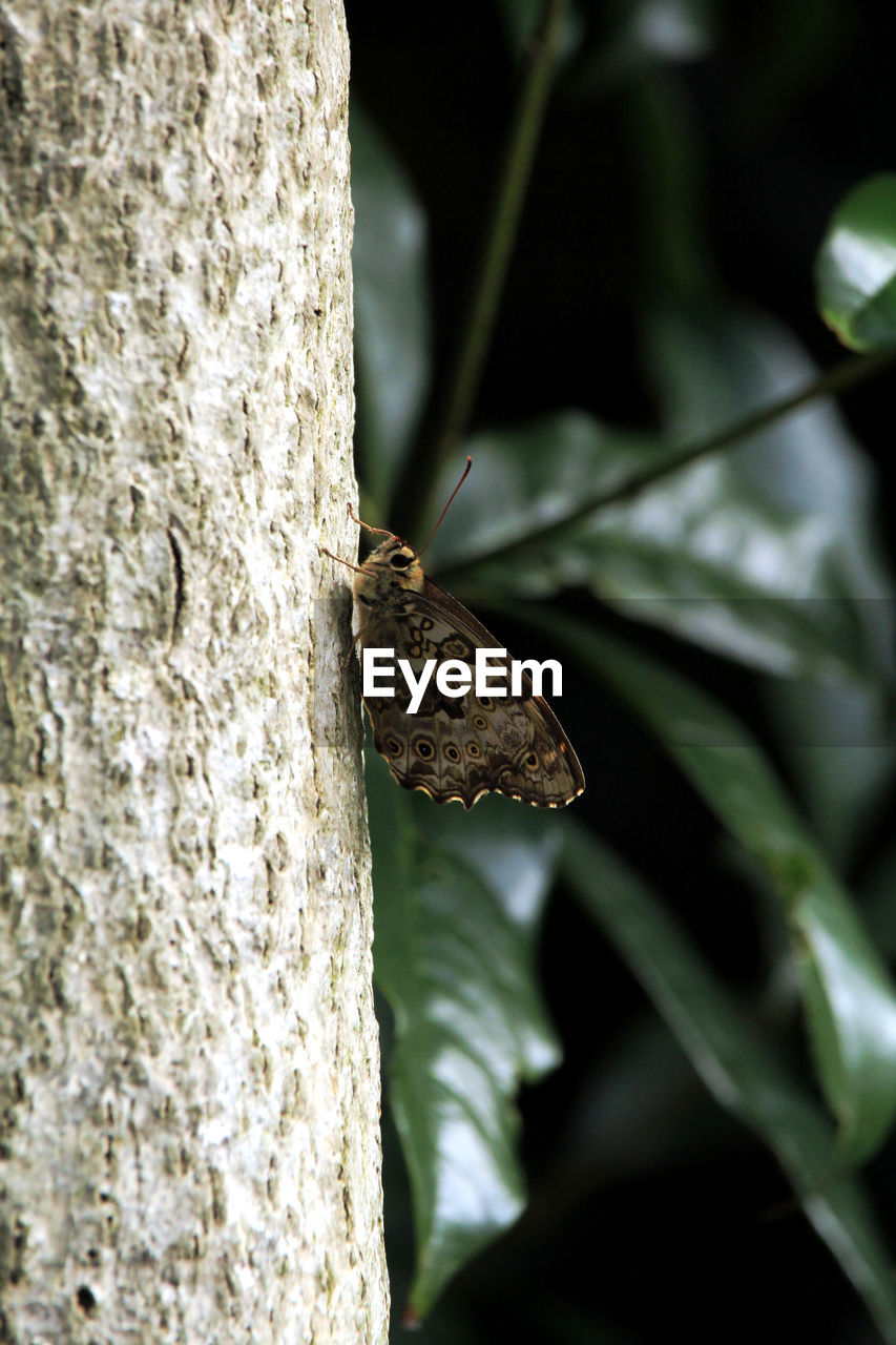 butterfly on leaf