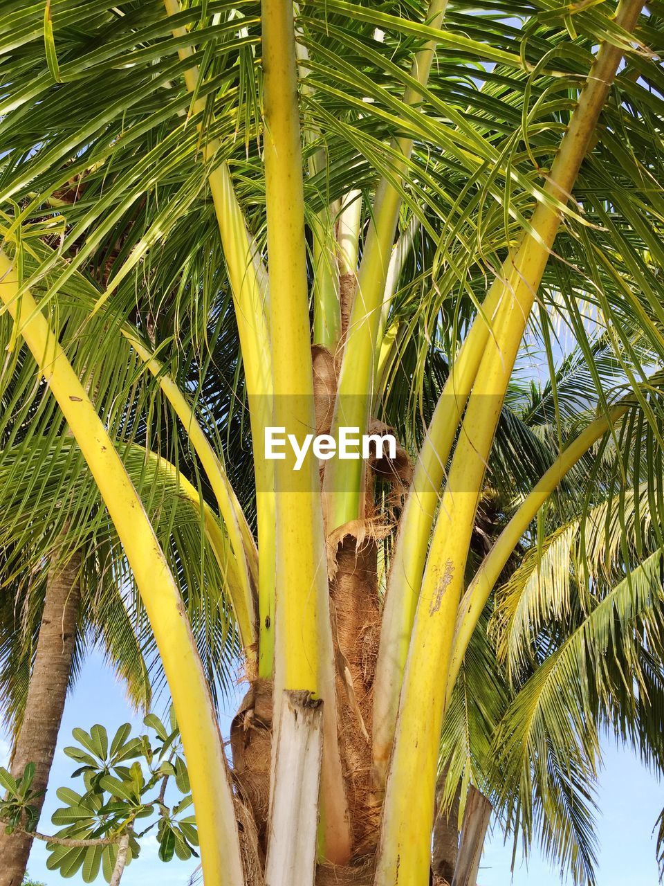 LOW ANGLE VIEW OF PALM TREE