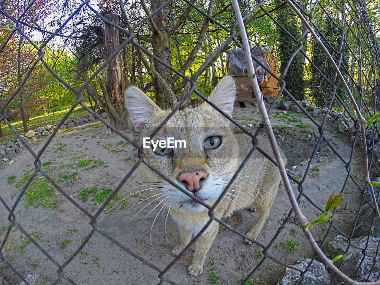 PORTRAIT OF CAT IN CAGE AGAINST TREES