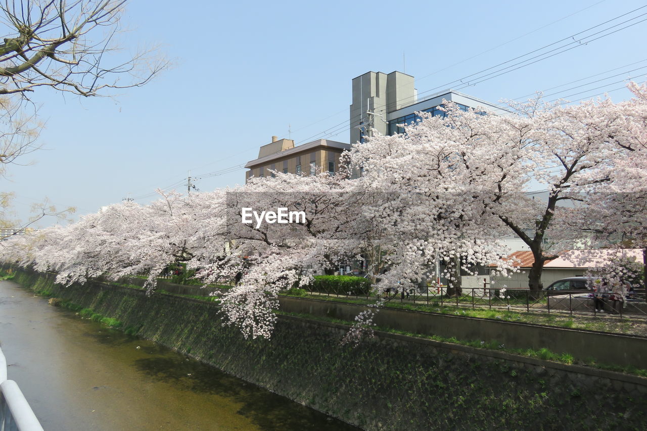 VIEW OF CHERRY BLOSSOM FROM BUILDING