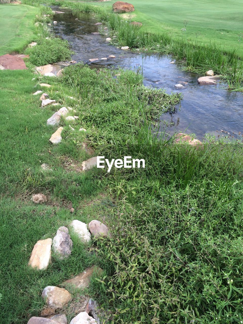 HIGH ANGLE VIEW OF GRASS GROWING ON GRASSLAND