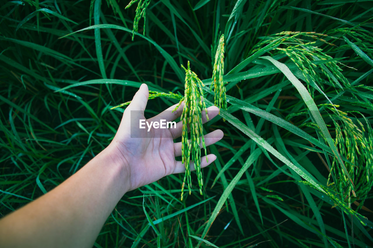 Cropped hand of woman touching plants on field