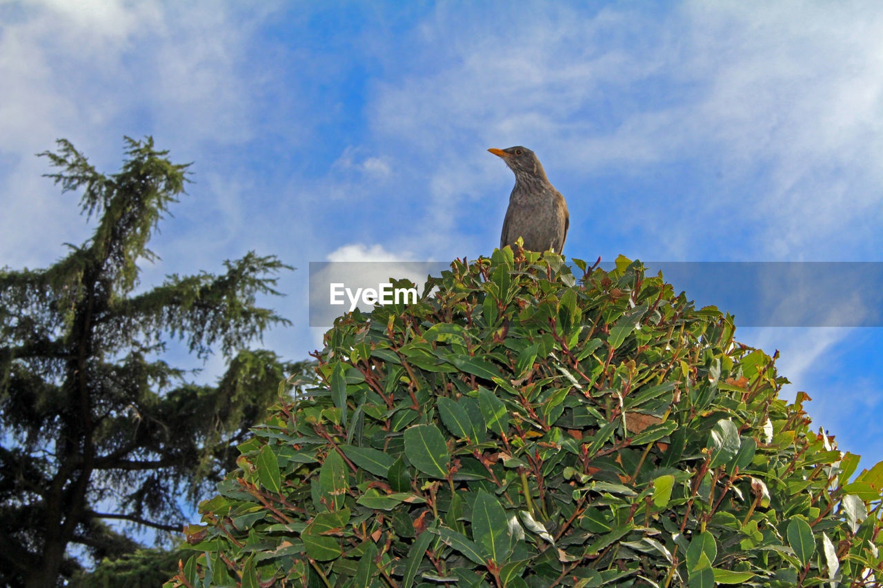 Low angle view of bird perching on tree against sky