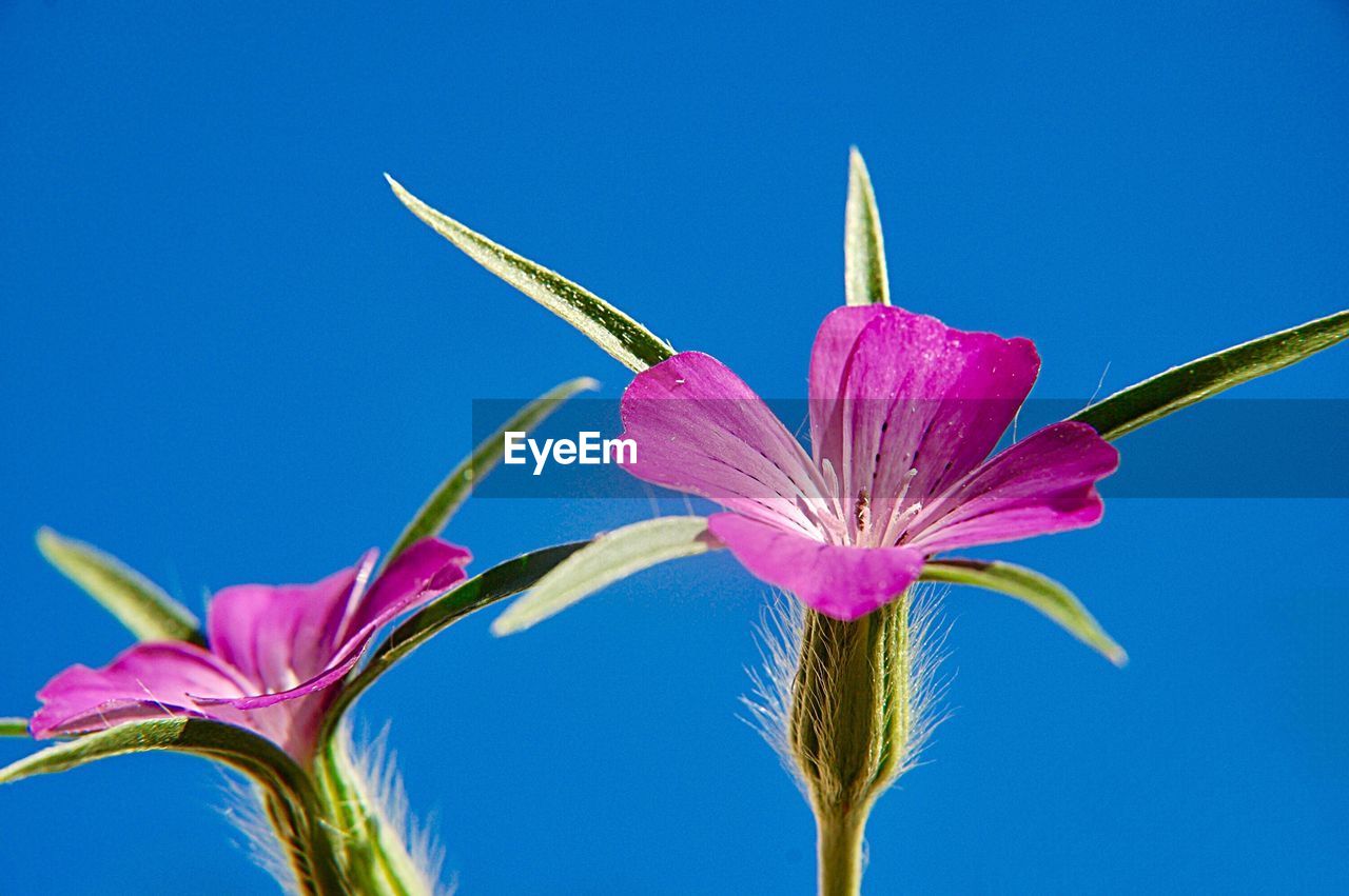 CLOSE-UP OF PINK BLUE FLOWER AGAINST CLEAR SKY