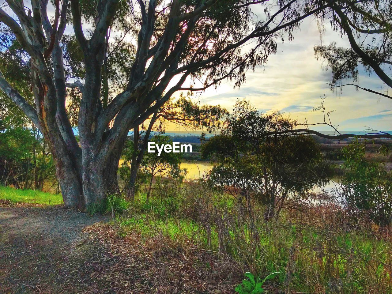 SCENIC VIEW OF LAKE AGAINST TREES