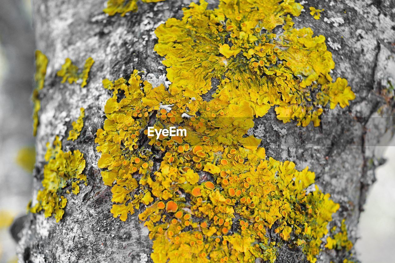 CLOSE-UP OF YELLOW MAPLE TREE TRUNK WITH MOSS