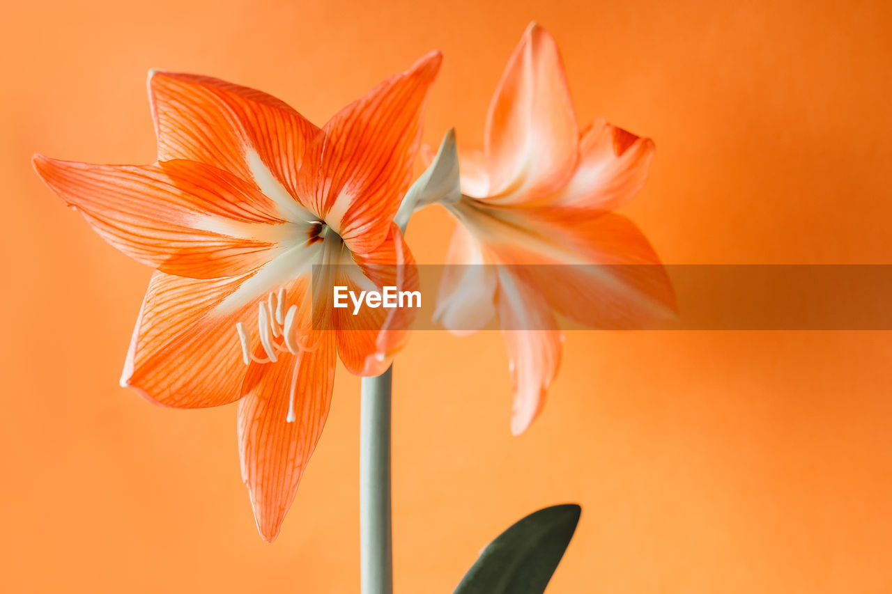 CLOSE-UP OF ORANGE FLOWER AGAINST YELLOW WALL