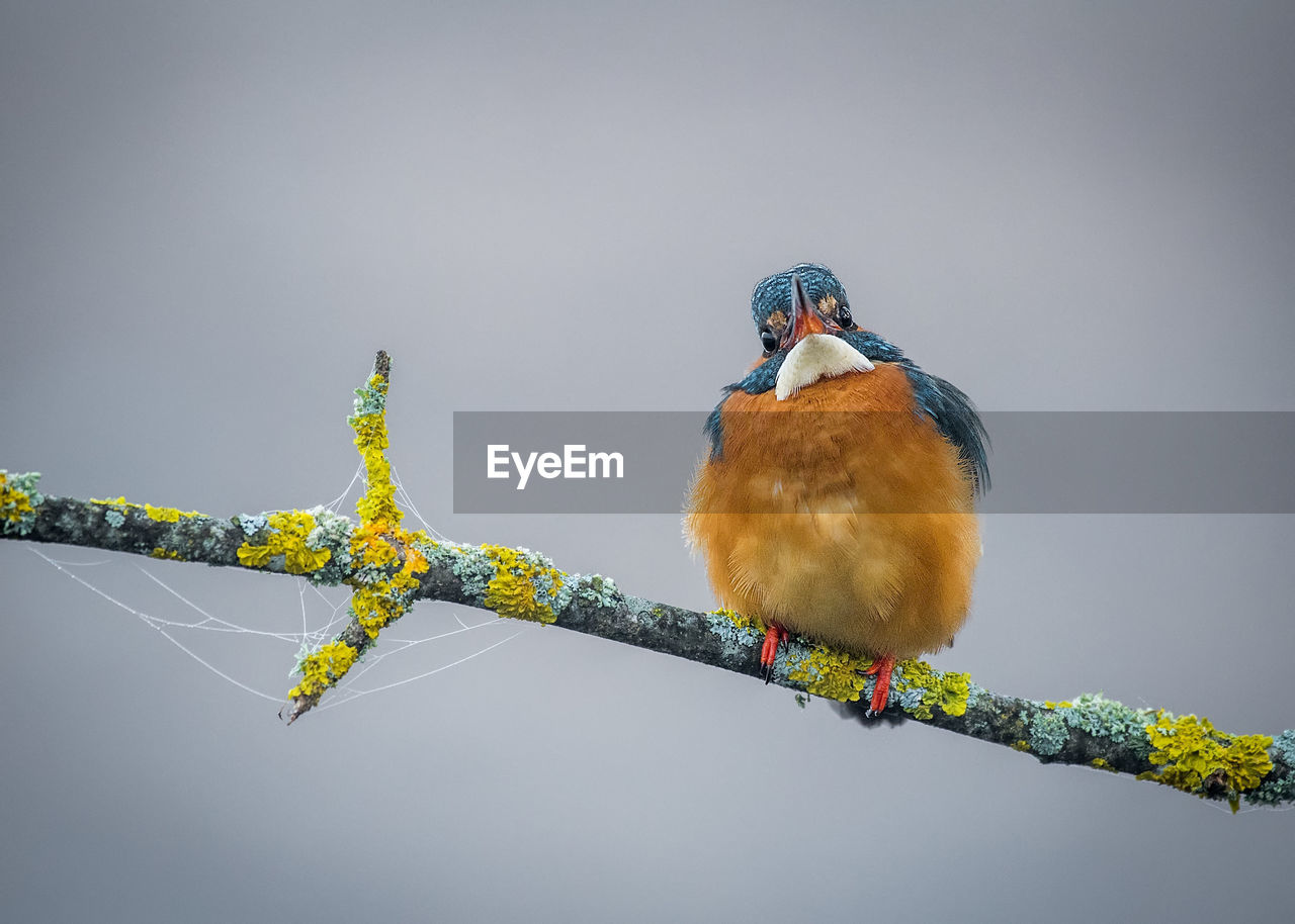 Kingfisher perched on a gray foggy branch background