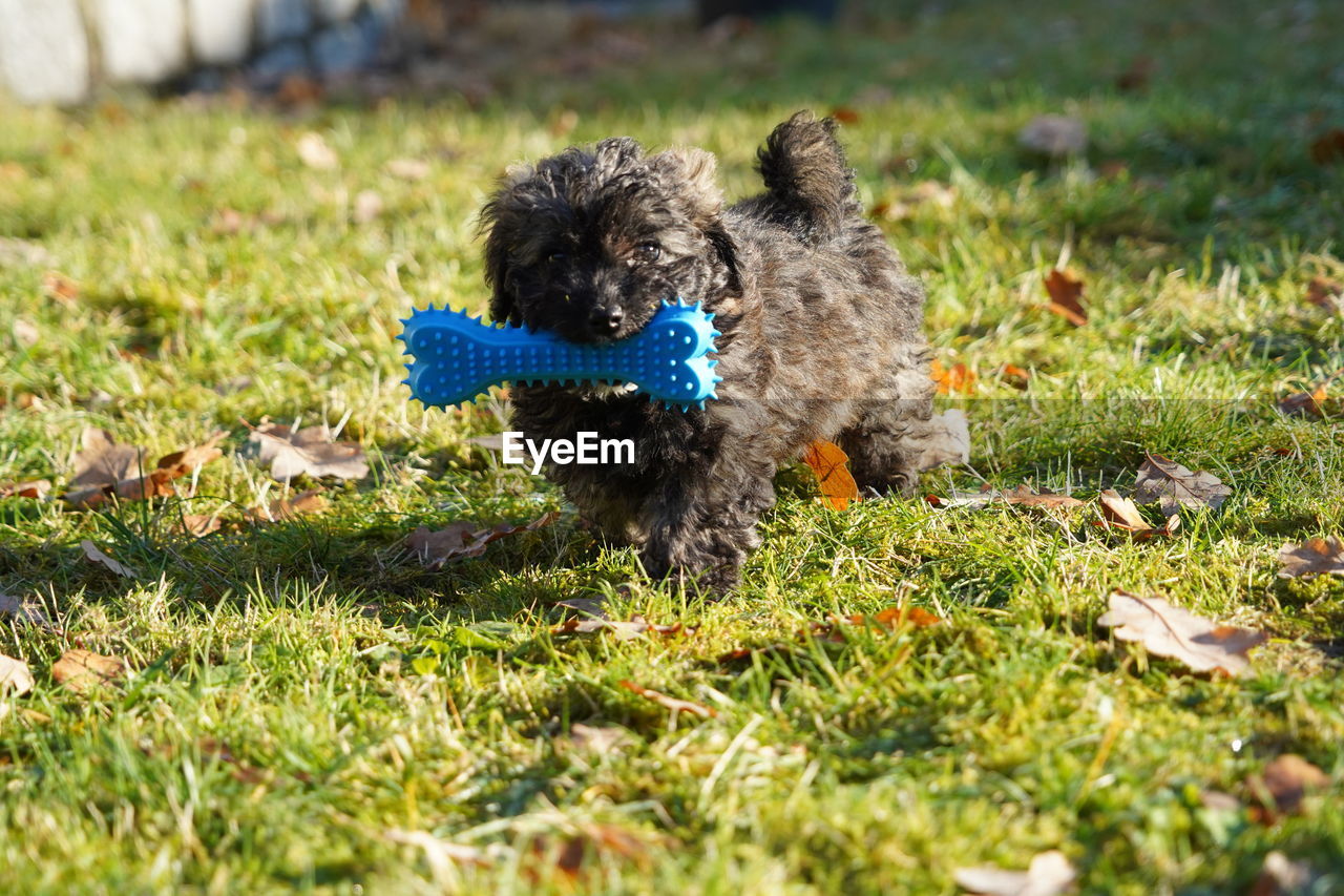 dog, animal themes, animal, pet, grass, mammal, one animal, canine, plant, puppy, domestic animals, nature, lawn, no people, pumi, day, field, barbet, outdoors, lap dog, carnivore, selective focus, young animal, flower, land, sunlight, cute, poodle, green