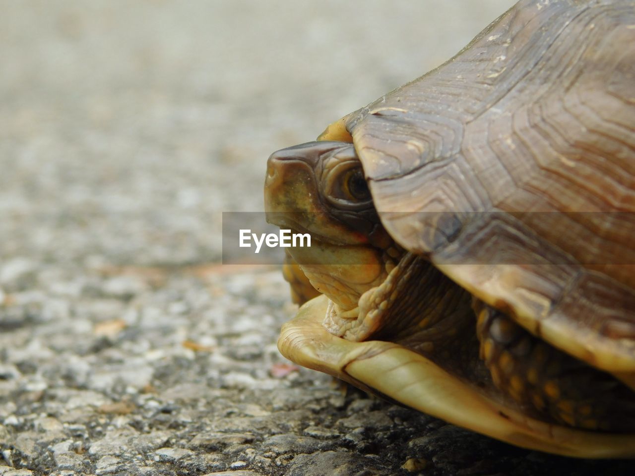 Close up of turtle against blurred background