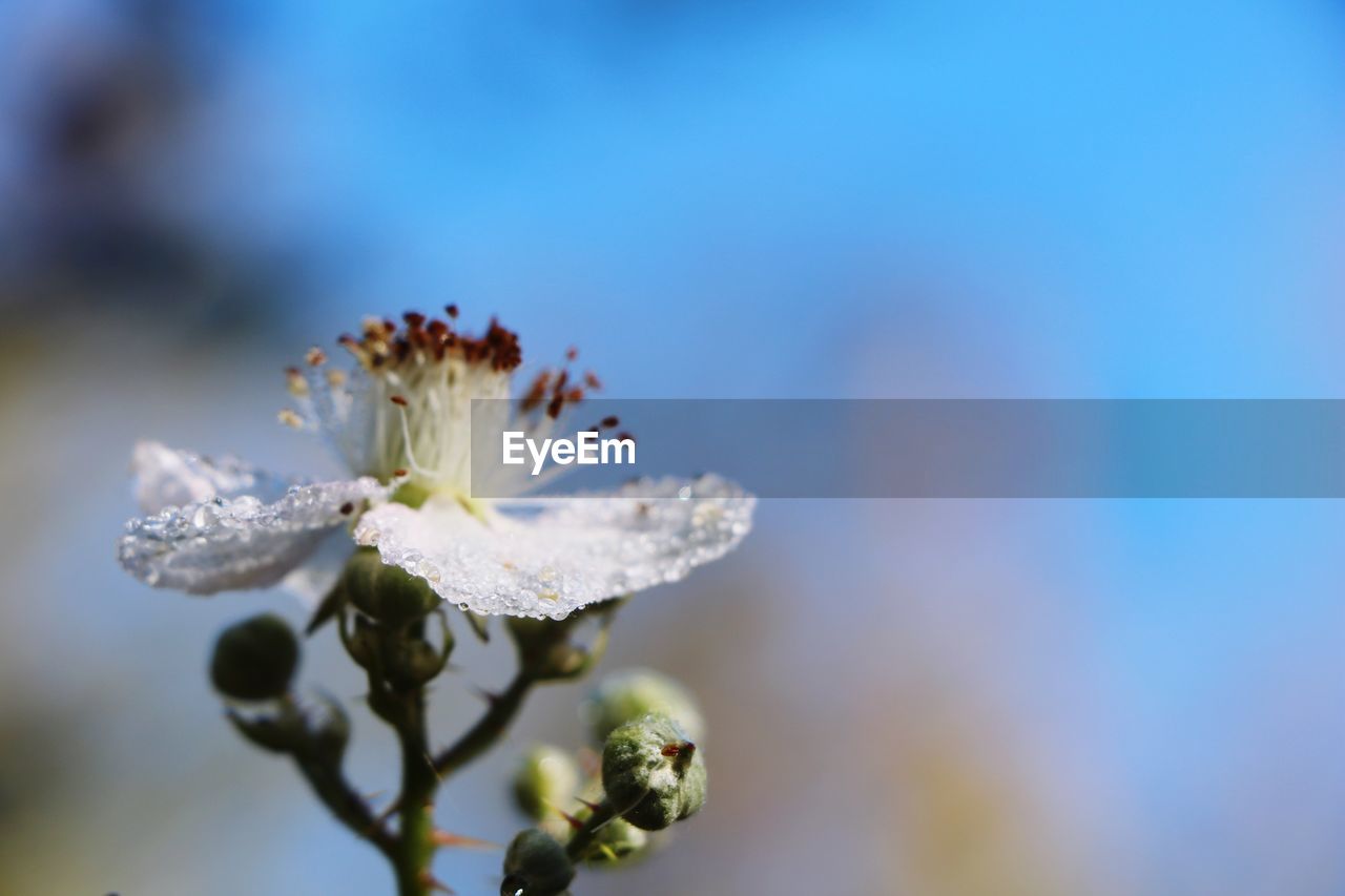 CLOSE-UP OF WHITE FLOWER PLANT