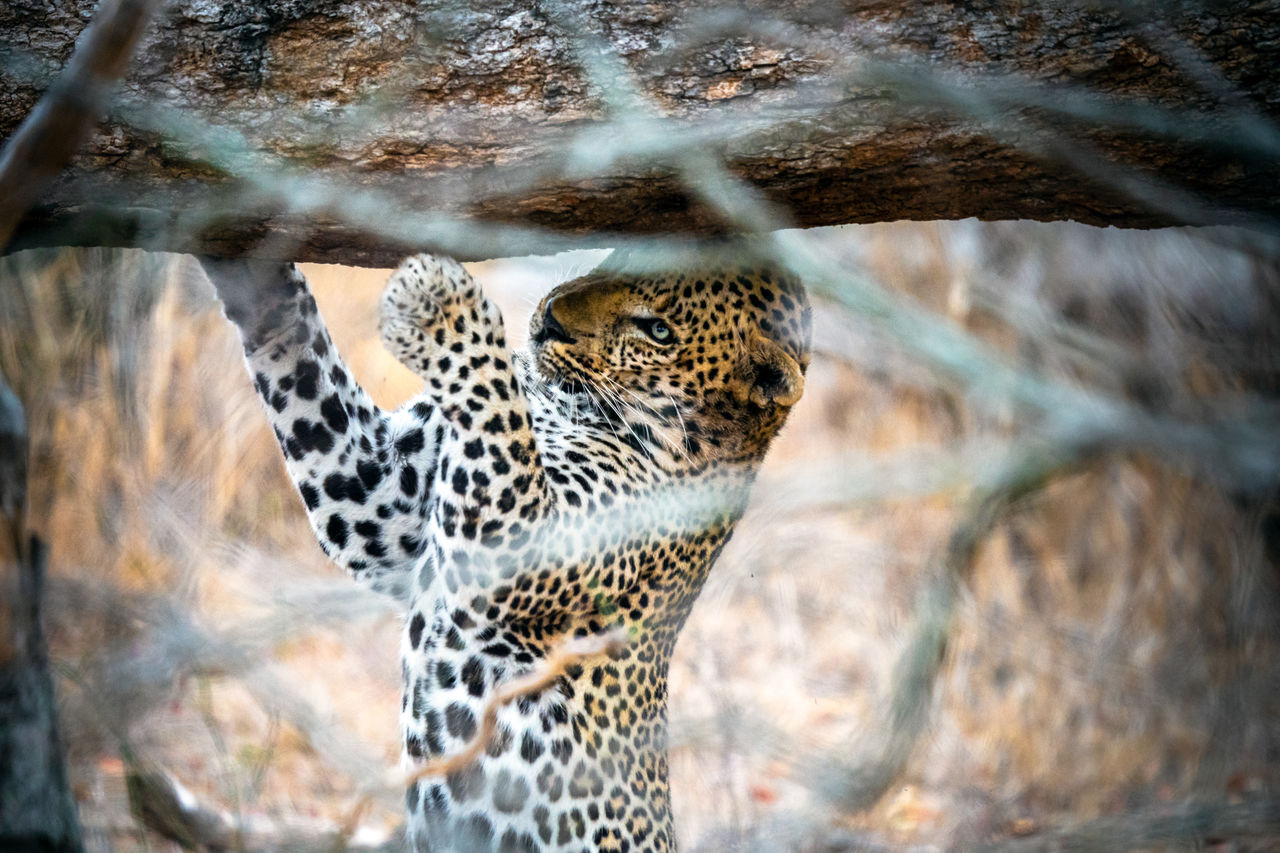 Leopard marking his territory