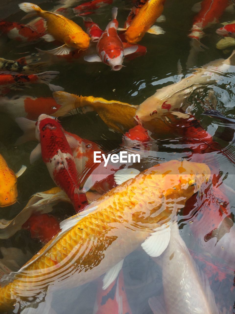 CLOSE-UP OF KOI FISH IN WATER