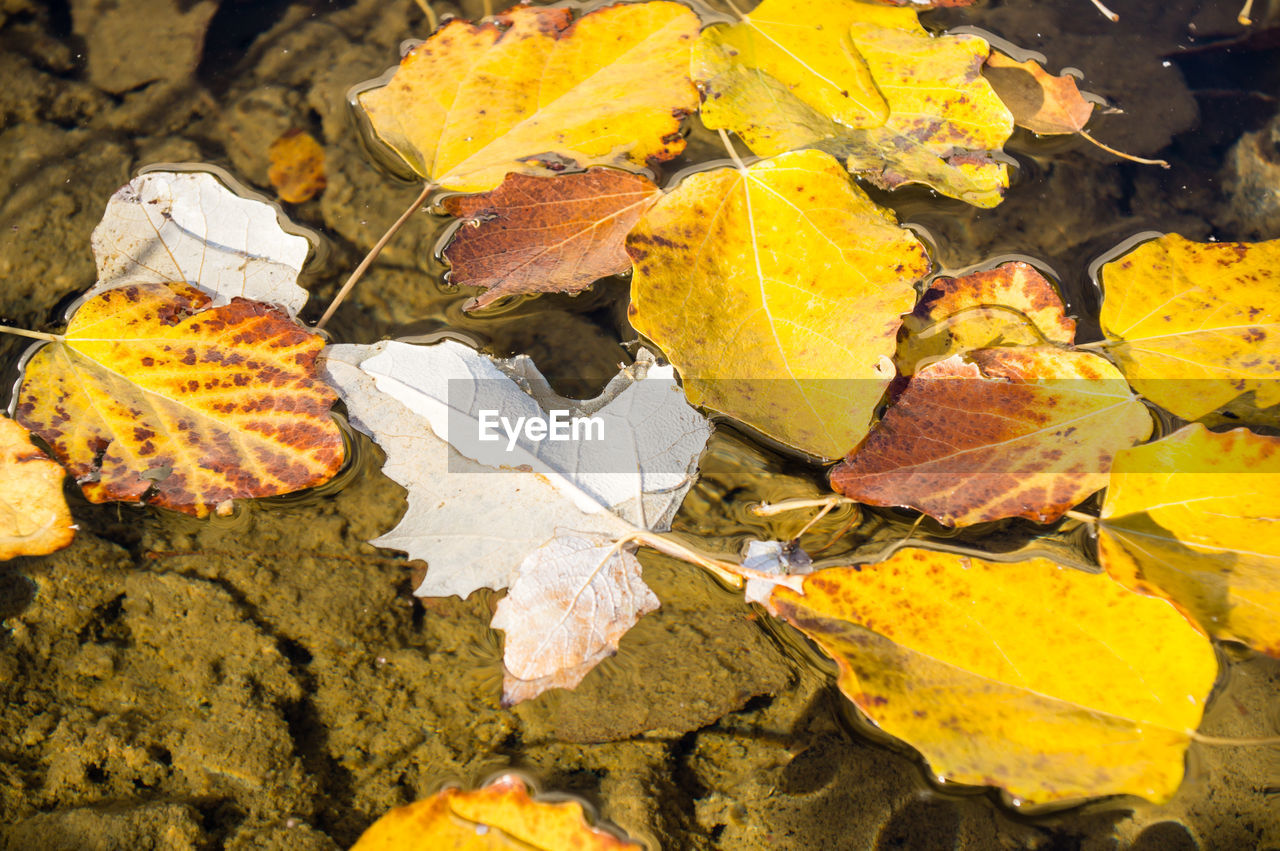 HIGH ANGLE VIEW OF YELLOW MAPLE LEAVES ON WATER