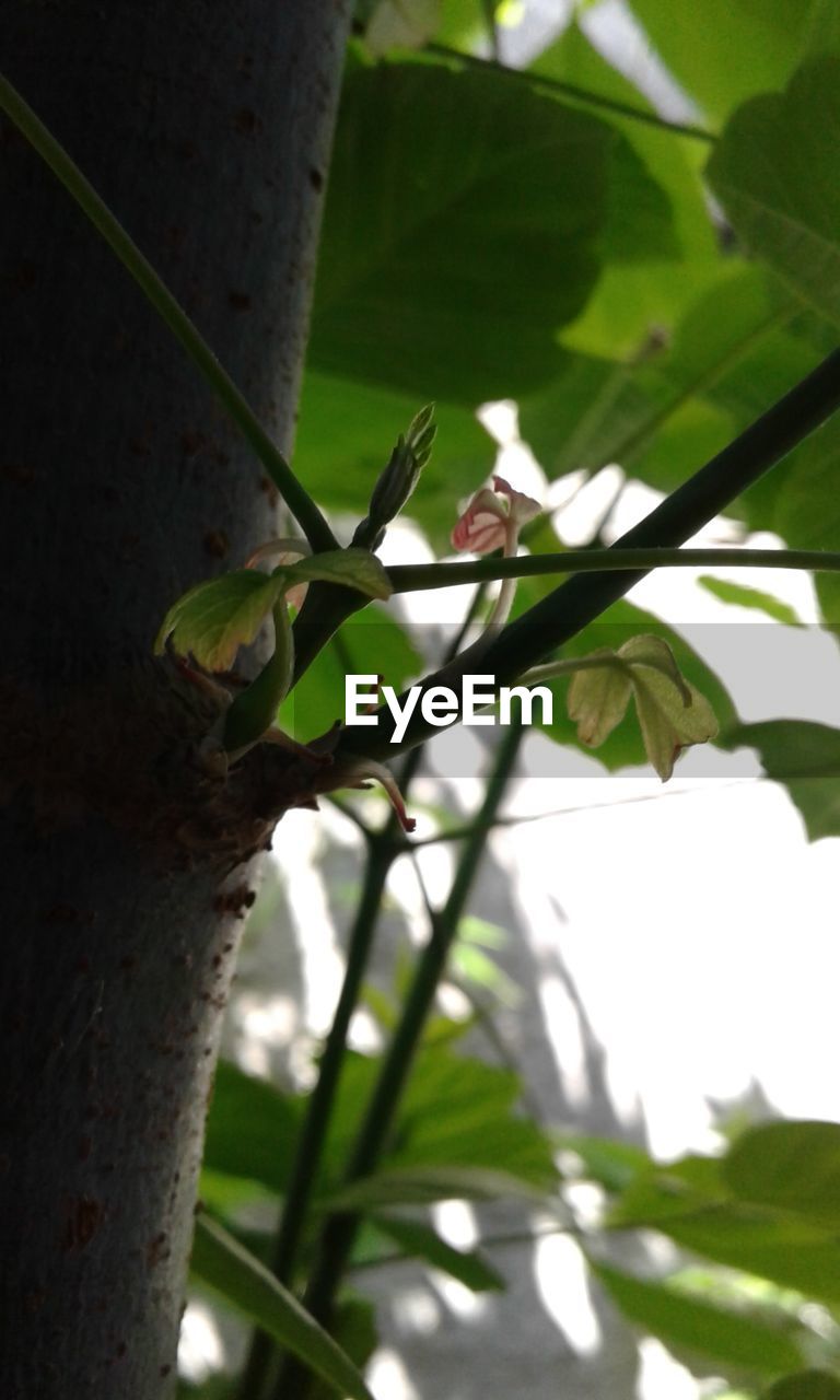 LOW ANGLE VIEW OF SNAKE ON PLANT