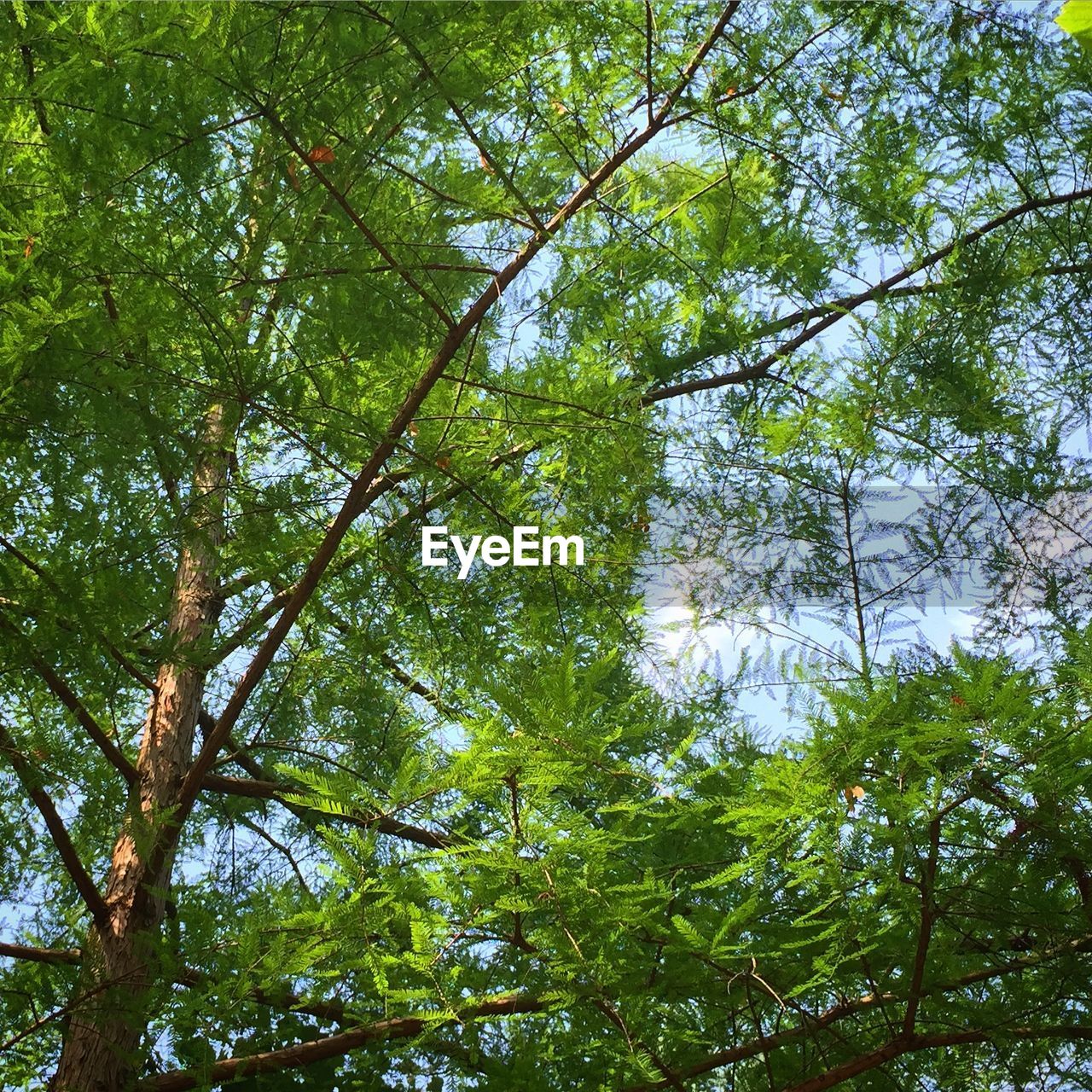 LOW ANGLE VIEW OF TREES IN FOREST