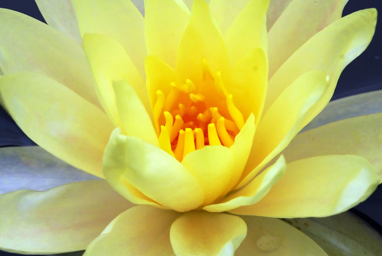 FULL FRAME SHOT OF YELLOW FLOWER