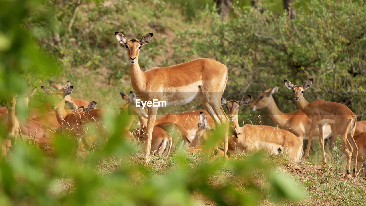 animal wildlife, animal, animal themes, wildlife, mammal, impala, group of animals, plant, deer, nature, no people, antelope, grass, gazelle, domestic animals, grassland, selective focus, young animal, safari, land, herd, tree, herbivorous, tourism, outdoors, standing, beauty in nature, travel destinations, prairie, day, environment, forest, non-urban scene, savanna, field, plain, brown, travel, nature reserve, full length