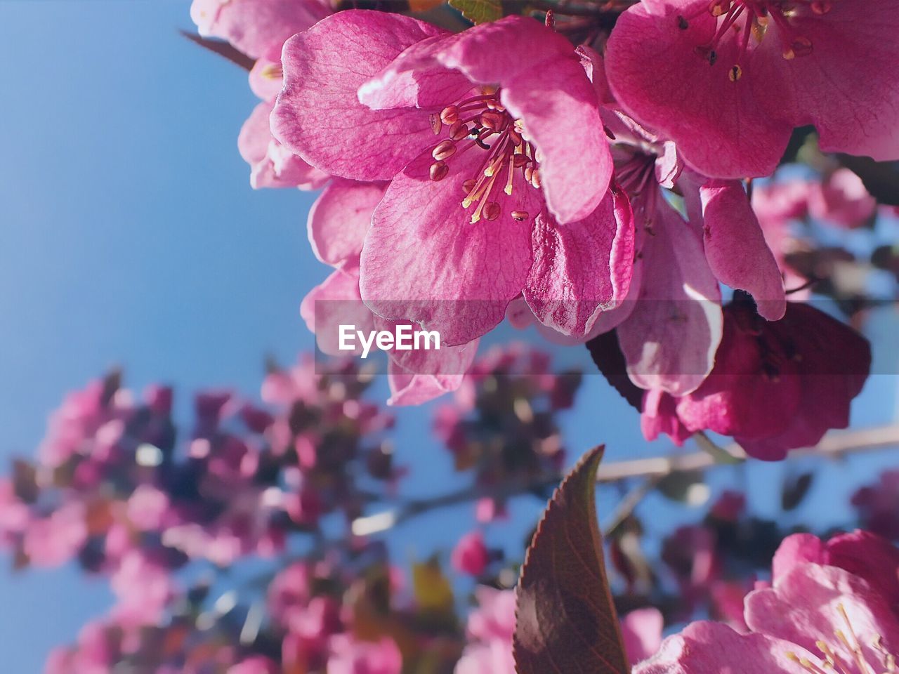 Close-up of cherry blossoms in spring