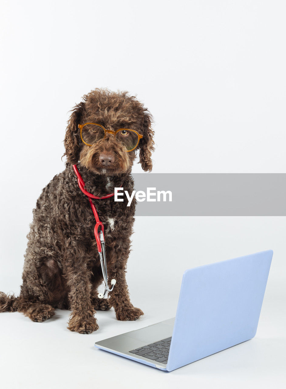 Portrait of a dog with glasses, stethoscope and laptop on a white background. pet health concept. 
