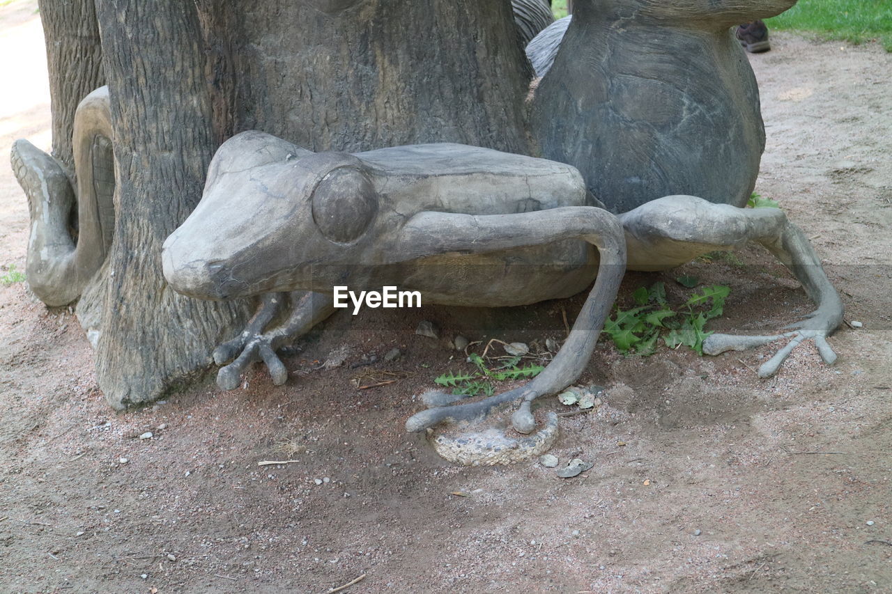 LIZARD ON WOOD