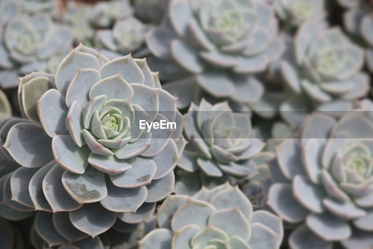 flower, plant, succulent plant, beauty in nature, nature, growth, close-up, no people, petal, flowering plant, cactus, day, full frame, flower head, freshness, inflorescence, outdoors, backgrounds, leaf, pattern, plant part, floristry, high angle view, focus on foreground, fragility, botany