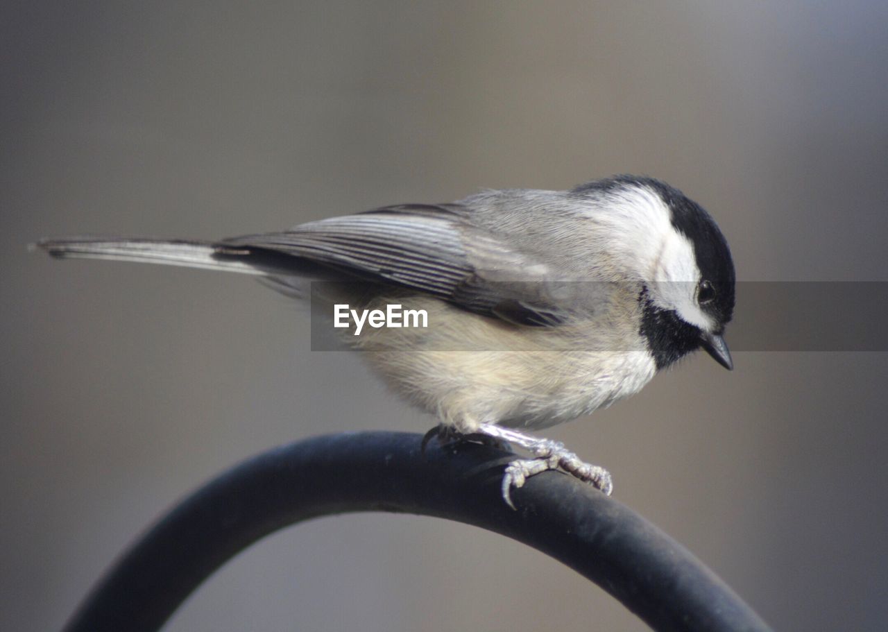 Close-up of bird perching on metal