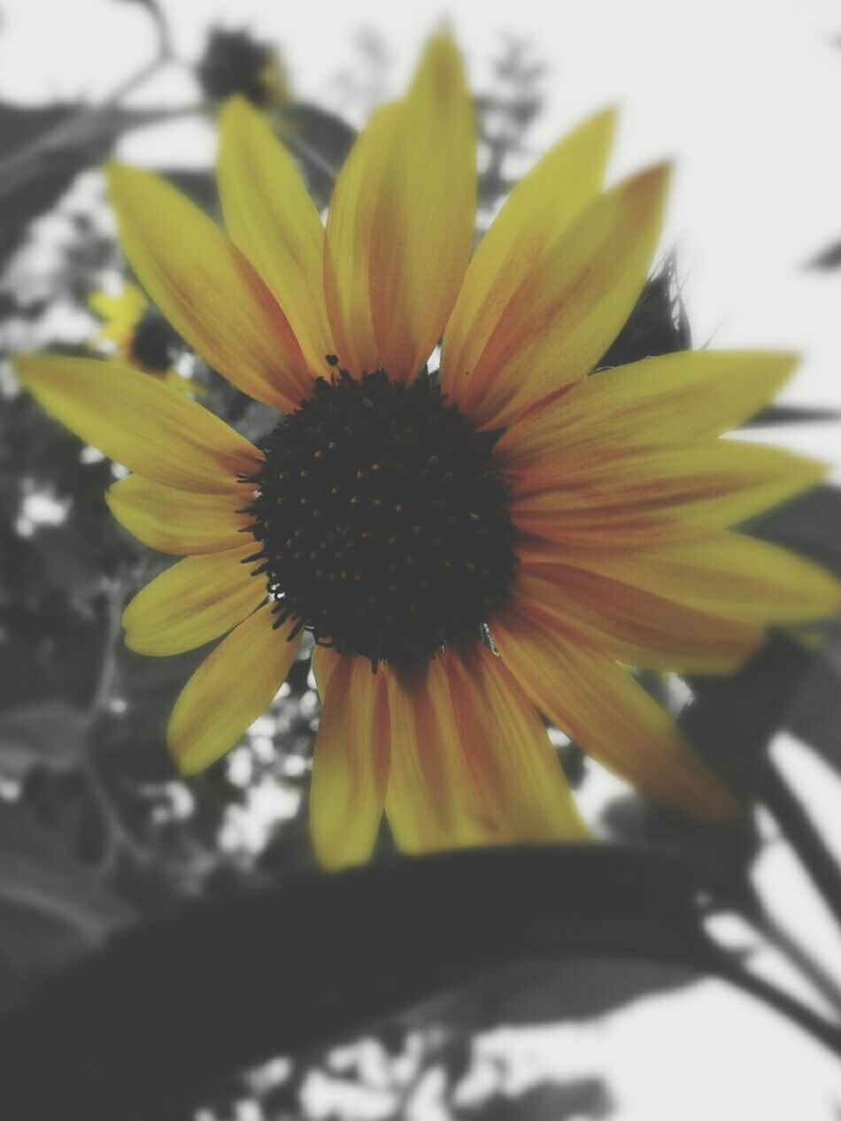 CLOSE-UP OF YELLOW FLOWERS