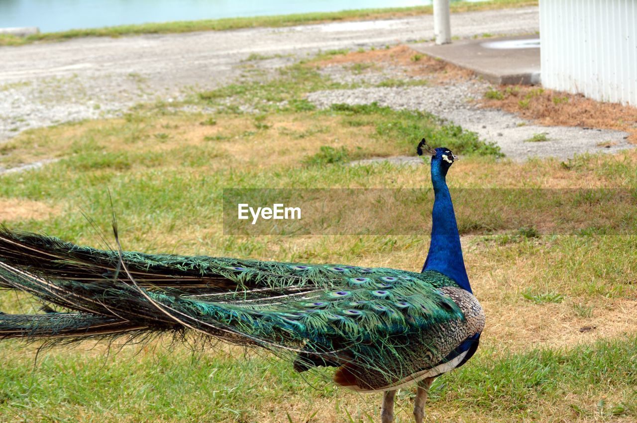 PEACOCK ON FIELD