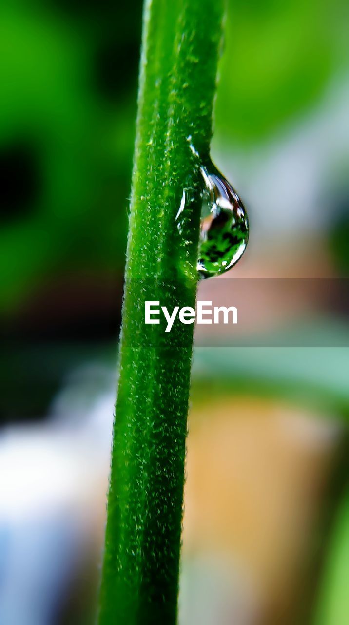 Close-up of wet insect on plant