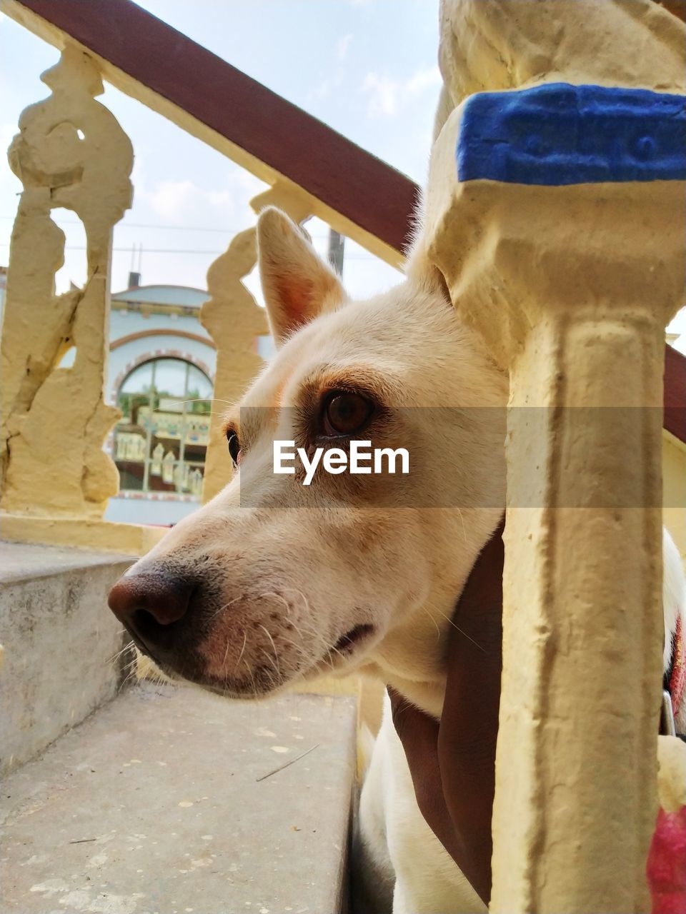 CLOSE-UP OF DOG LOOKING AT CAMERA